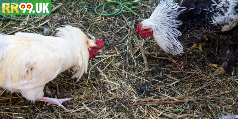 Đá Gà Bịp Là Gì? Hướng Dẫn Toàn Tập Về Loại Hình Này Tại RR99