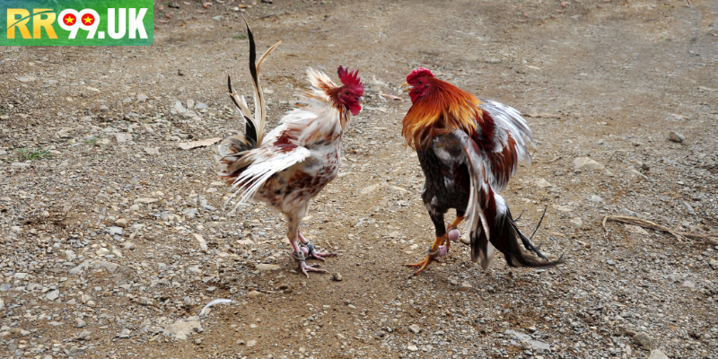 Hướng dẫn chi tiết cho người mới bắt đầu