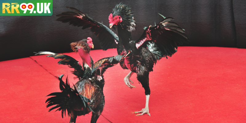 Trường Gà Campuchia Địa Điểm Hấp Dẫn Và Cách Tham Gia RR99