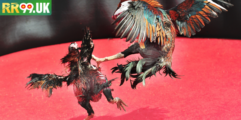 Thông tin chi tiết trường gà Campuchia hấp dẫn mọi người