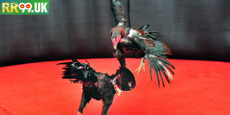 Hướng dẫn tham gia nhanh chóng và chi tiết nhất