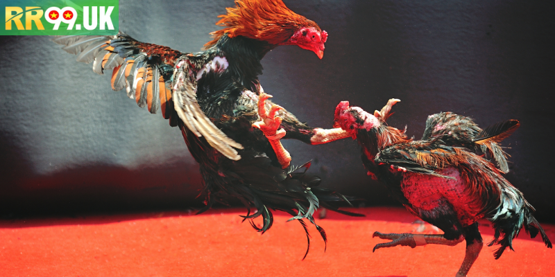 Các loại hình đá gà phong phú được ưu ái