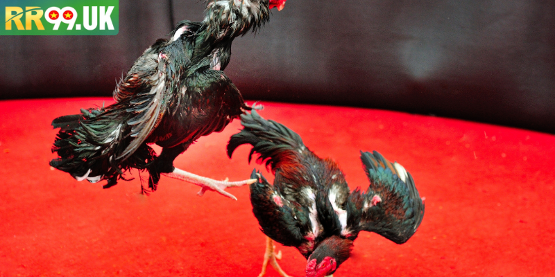 Trường gà Long An quy mô lớn hoạt động chuyên nghiệp