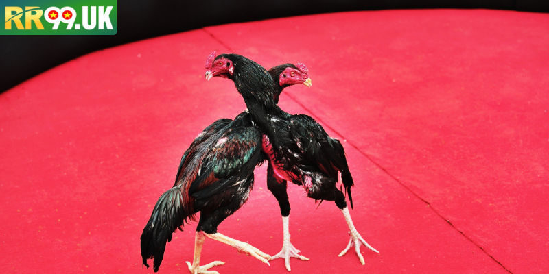 Trường gà tại Long An hoạt động với tổ chức chặt chẽ