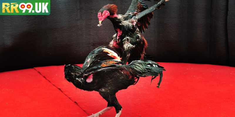 Trường gà  ở Long An gây nhiều hệ lụy xã hội