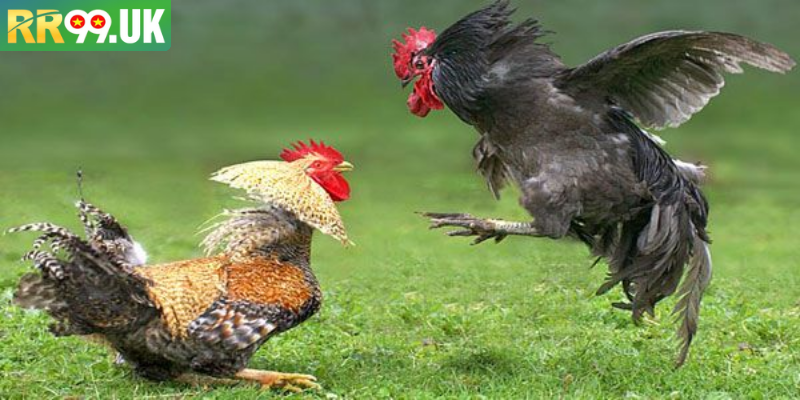 Đá gà yêu cầu chiến thuật cược thông minh hợp lý