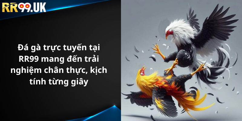 Đá gà trực tuyến tại RR99 mang đến trải nghiệm chân thực, kịch tính từng giây